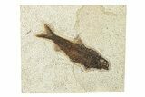 Detailed Fossil Fish (Knightia) - Wyoming #292511-1